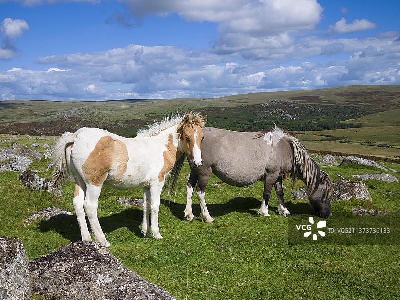 达特穆尔国家公园中的小马图片素材