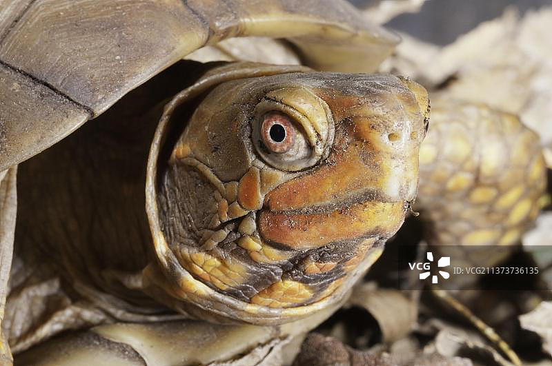 三趾箱龟图片素材