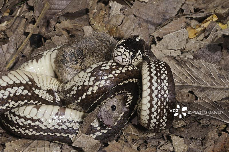 加州王蛇（沿海阶段，条纹），正在捕食老鼠，原产于美国西南部图片素材
