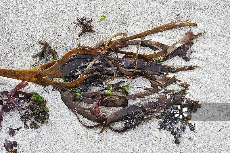 冲上海滩的荷叶边海藻图片素材