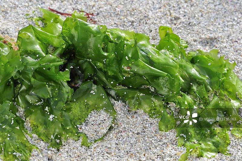 海白菜图片素材