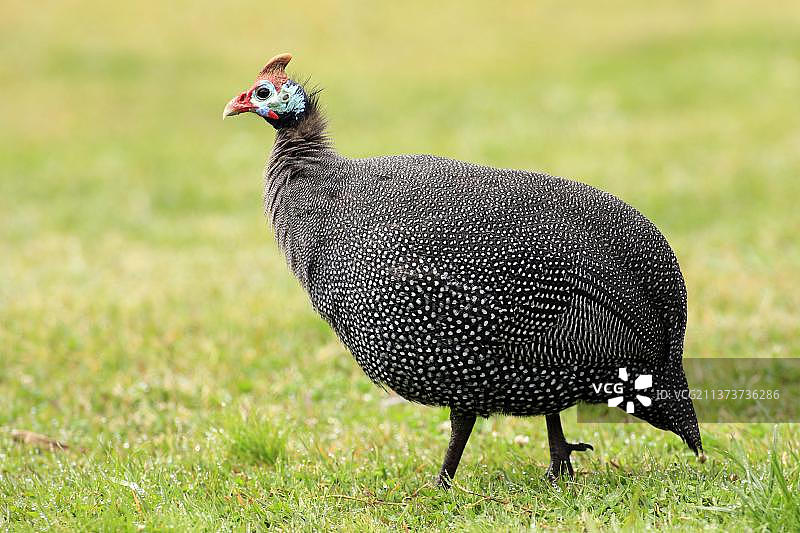 珍珠鸡侧面图图片素材