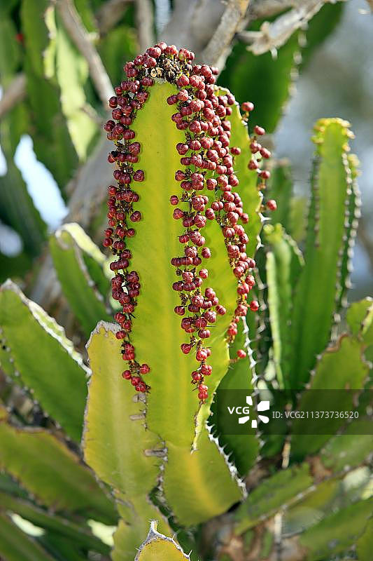 大戟属植物烛台树图片素材