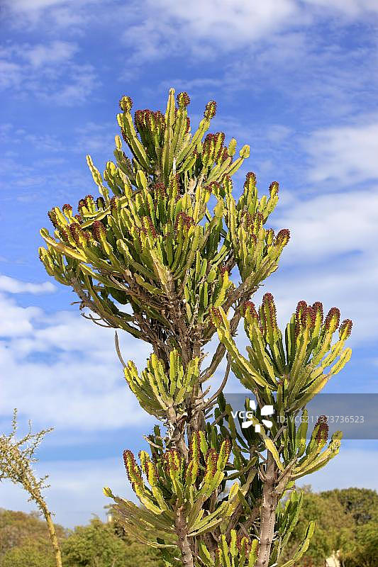 大戟属植物烛台树图片素材