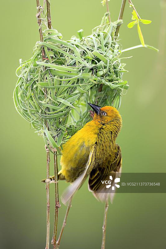 南非巢穴中的开普敦织雀雄鸟图片素材