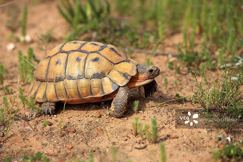 豹纹陆龟，山地斑马国家公园图片素材