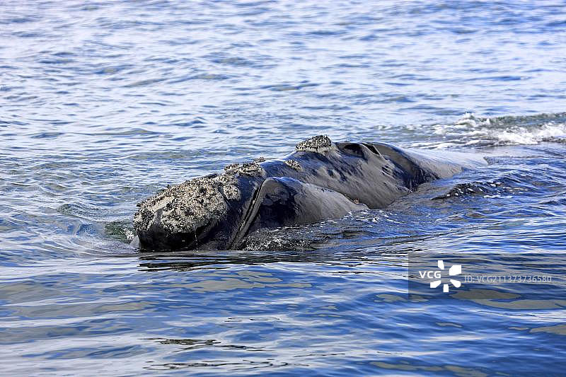 南非西蒙镇的露脊鲸图片素材
