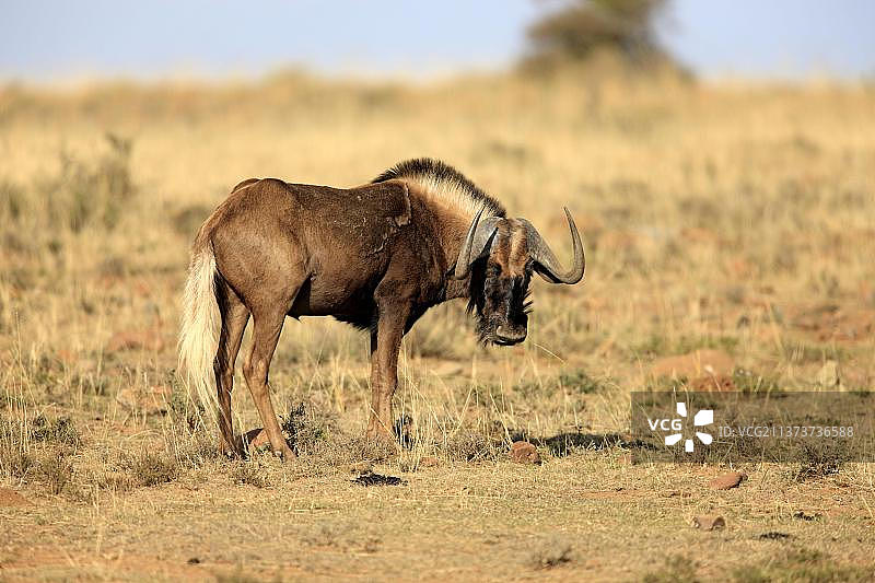 黑牛羚，山斑马国家公园，南非图片素材