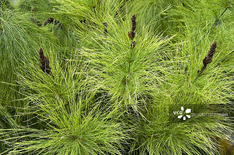 南非假芦草图片素材