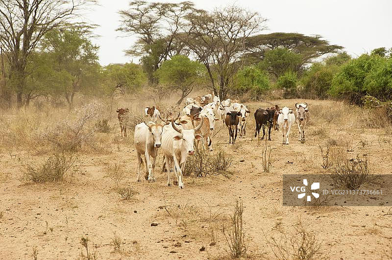 埃塞俄比亚奥莫山谷卡罗部落的牛群图片素材