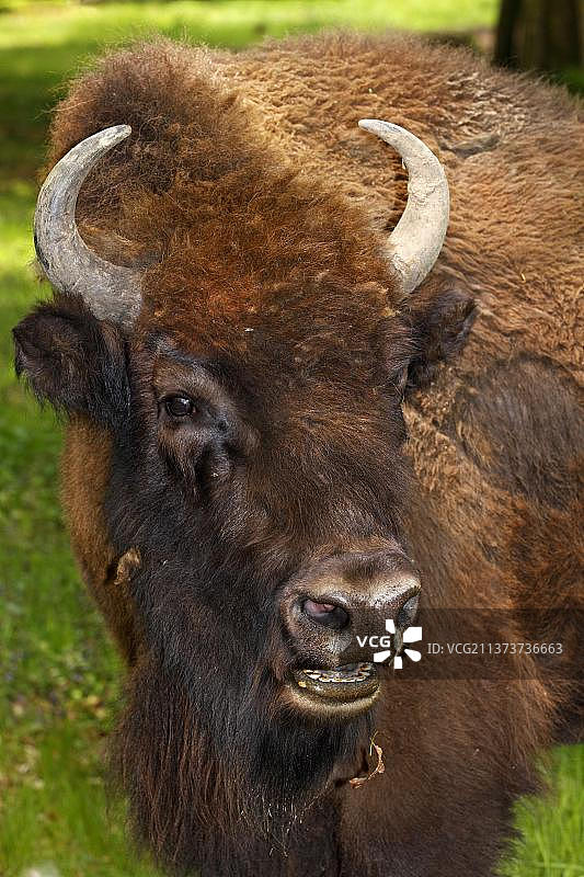 欧洲野牛图片素材