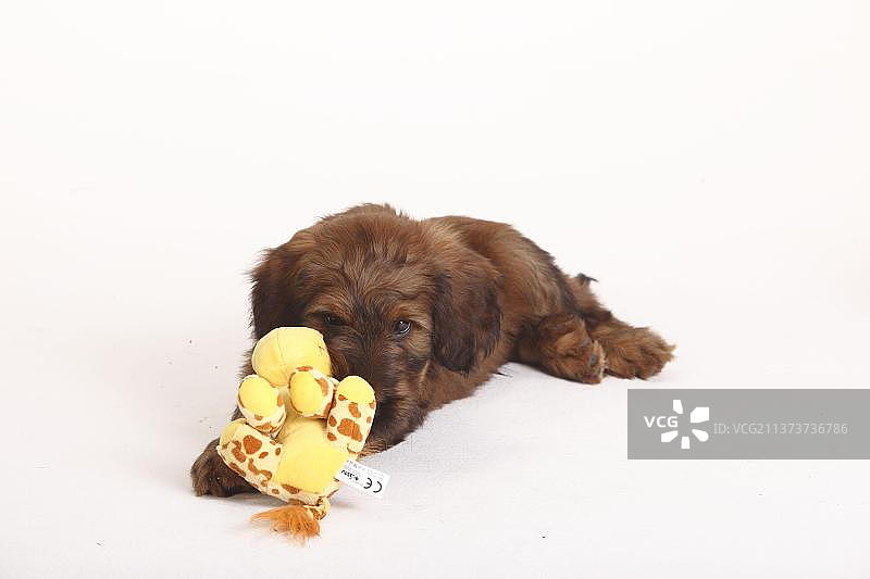 布里亚德牧羊犬幼犬与玩具图片素材