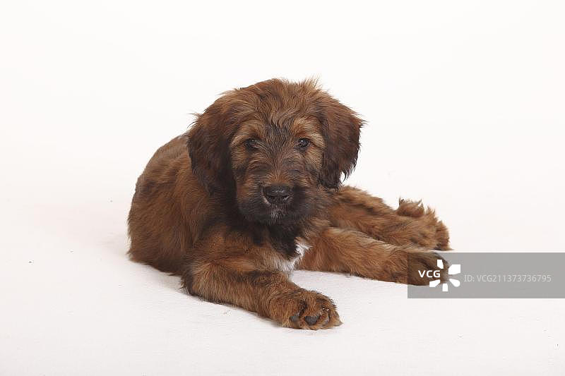 布里亚德犬幼犬图片素材