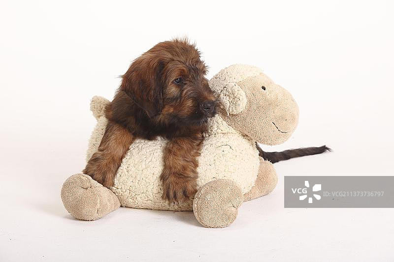 布里亚德牧羊犬幼犬与玩具图片素材
