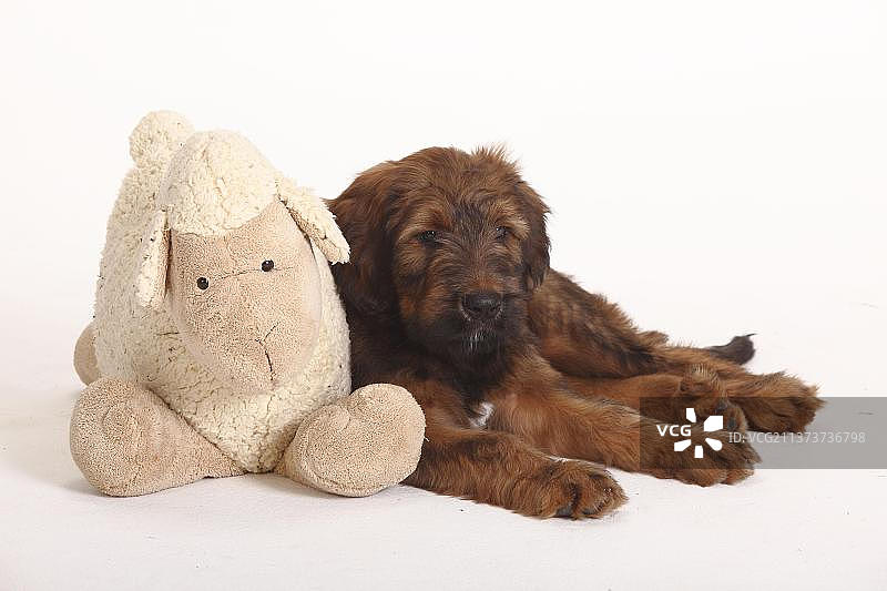 布里亚德牧羊犬幼犬与玩具图片素材