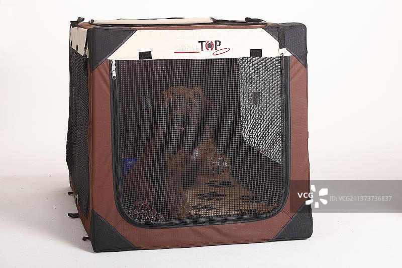 布里亚德犬幼犬（9周大，在封闭的犬舍里）图片素材