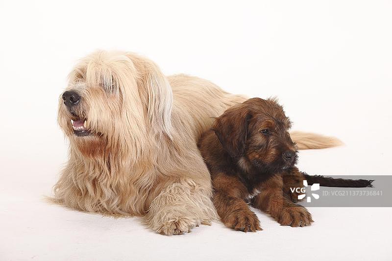 混血犬（布里亚德混血）和布里亚德犬幼犬图片素材