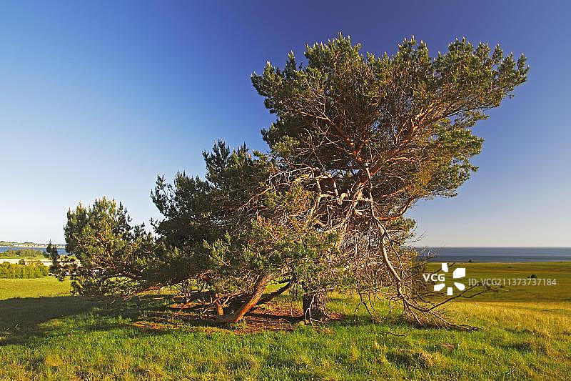 德国吕根岛东南部的自由苏格兰松树自然保护区图片素材