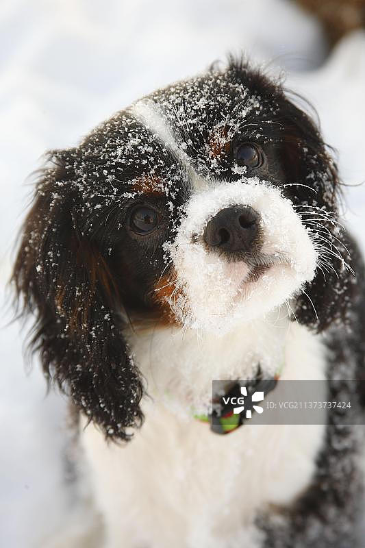 查理士王小猎犬幼犬，三色，5个月图片素材