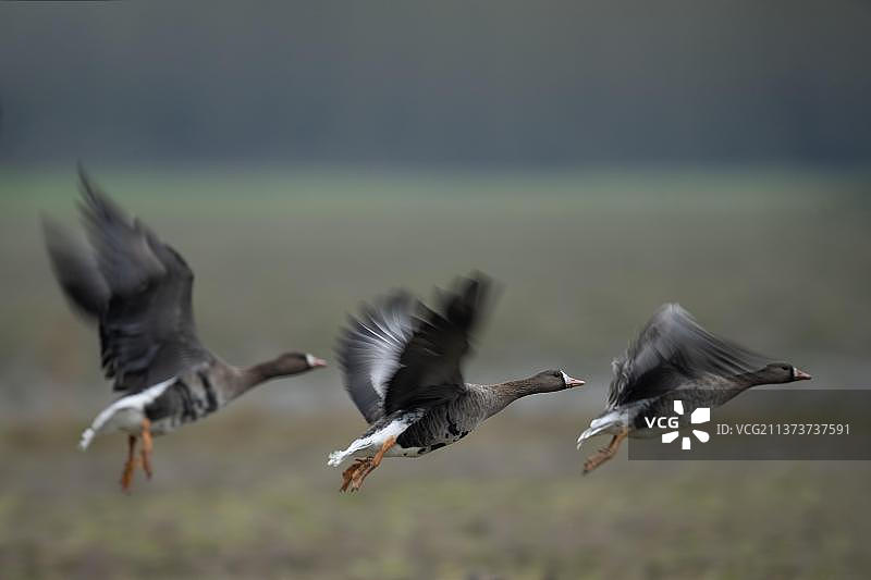 大额白额雁，荷兰特塞尔图片素材