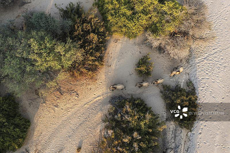 航拍纳米比亚库内内地区Hoarusib河干涸河床附近的非洲象图片素材