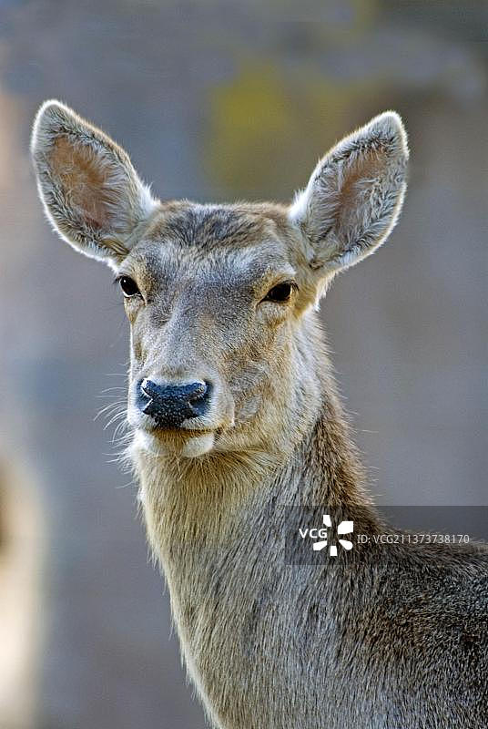 成年雌性双峰马鹿头部特写图片素材