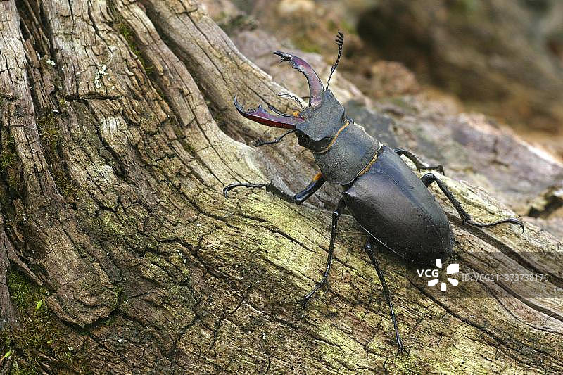 雄性锹甲成虫，英国汉普郡新森林图片素材