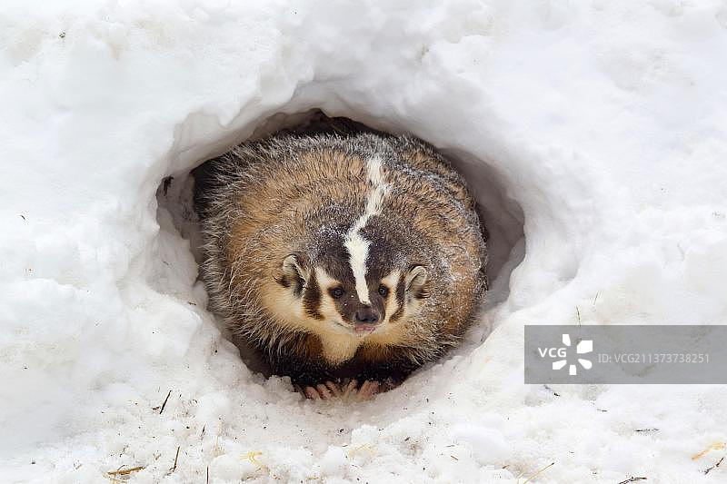 雪地洞穴入口的成年美洲獾，美国蒙大拿州（圈养）图片素材