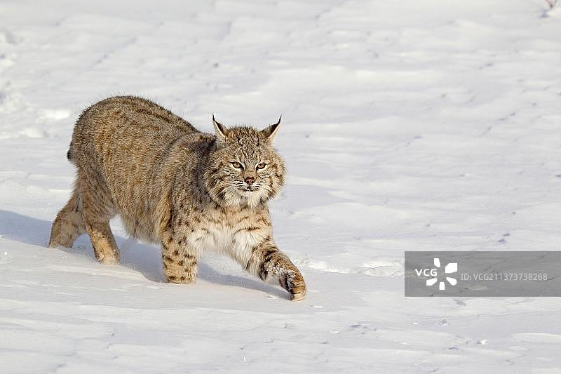 成年短尾猫（红猫）在雪地里行走，蒙大拿州，美国（圈养）图片素材