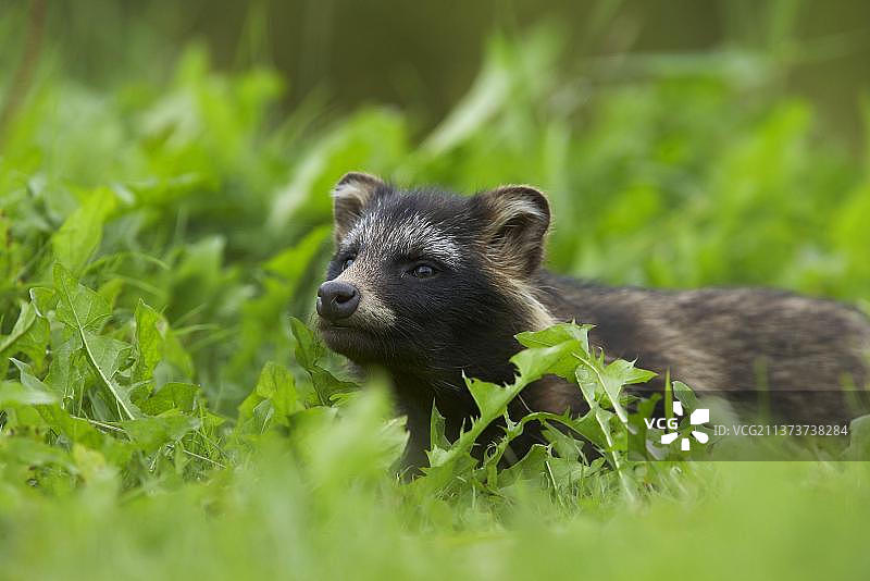 成年貉在芬兰的河岸上嗅空气图片素材