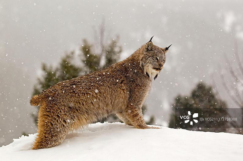 加拿大猞猁，成年个体，站立在雪中，蒙大拿州，美国（圈养）图片素材