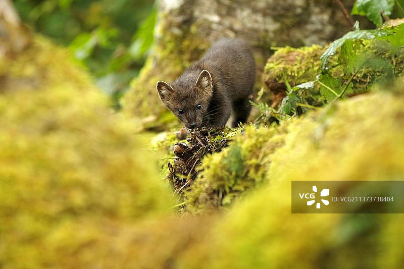 美洲貂（Martes americana），成体，站立于温带沿海雨林的原木中，大熊雨林，格里贝尔岛，加拿大不列颠哥伦比亚省，北美洲图片素材