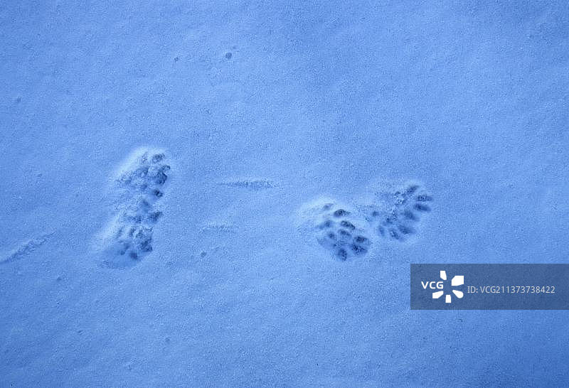 美国水貂（Mustela vison），貂，类似貂，掠食者，哺乳动物，动物，雪地里的美国水貂脚印图片素材