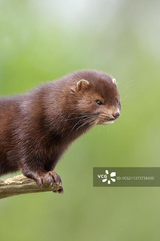 美洲水貂，水貂类，掠食者，哺乳动物，动物，美洲水貂引入物种，成年，站立于头部和颈部的特写镜头，英国苏塞克斯，春天图片素材