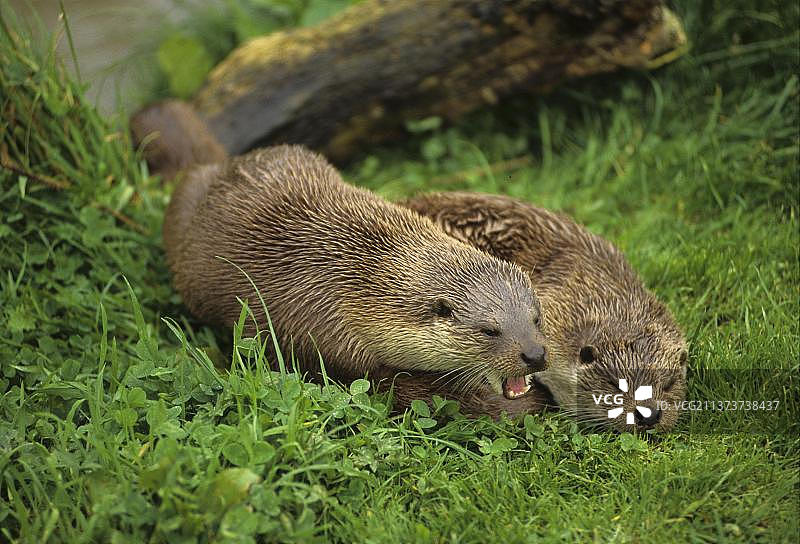 两只正在觅食的欧洲水獭，一只露出牙齿图片素材