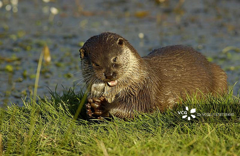 欧洲水獭(Lutra Lutra)，欧洲水獭，貂种，食肉动物，哺乳动物，欧洲水獭成年食鱼，英国图片素材