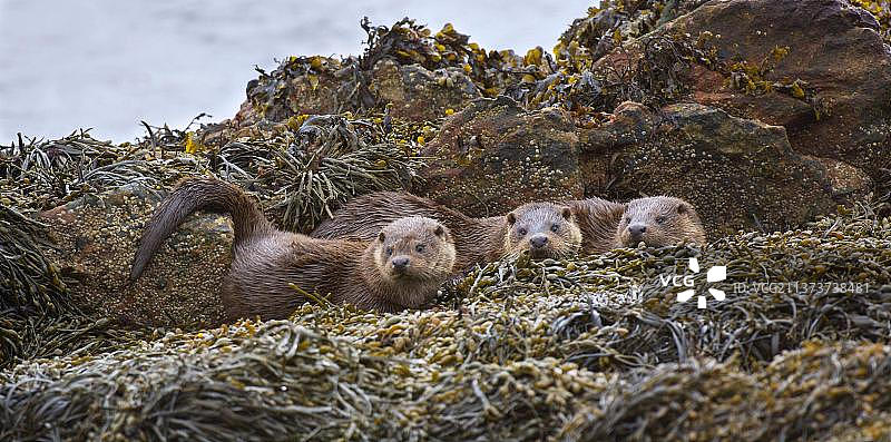 欧洲水獭成年雌性和幼崽在海藻覆盖的海岸岩石上休息图片素材