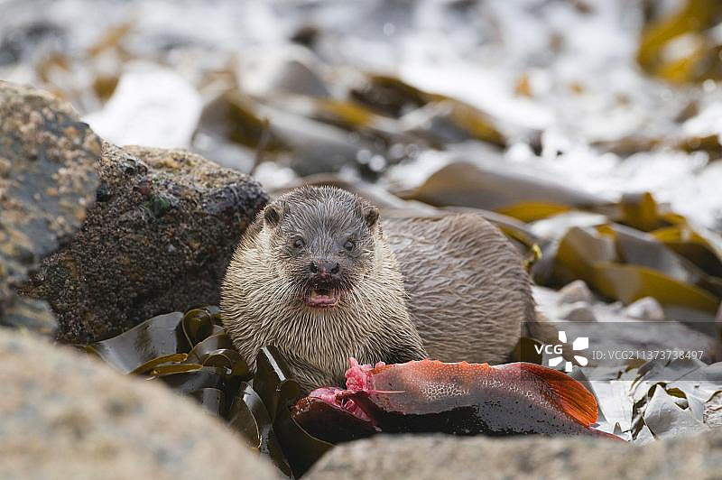 欧洲水獭捕食圆鳍鱼，设得兰群岛图片素材