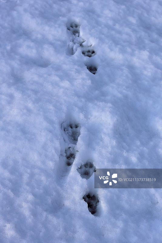 欧洲水獭在雪地上的足迹，地点：英国诺福克郡图片素材