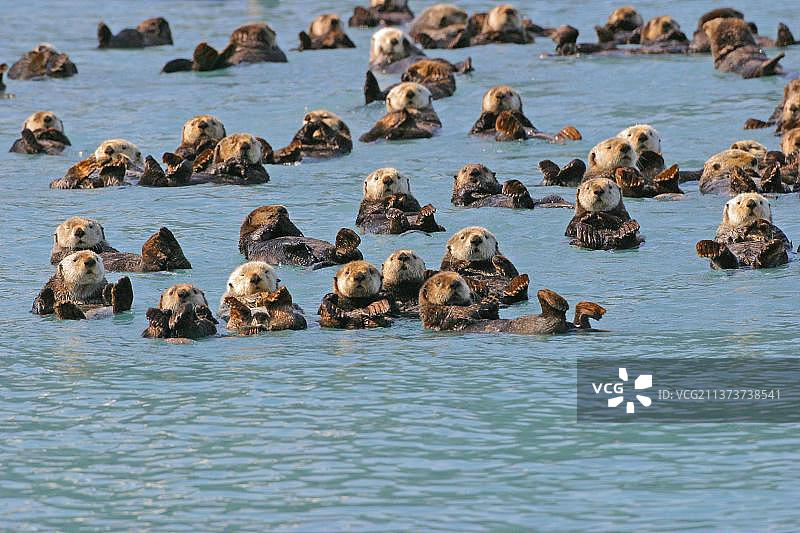 海獭，水獭，貂，掠食者，哺乳动物，动物，威廉王子湾五十多只海獭集合图片素材