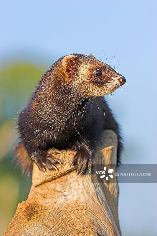 欧洲艾鼬（欧洲艾鼬，鼬科，食肉动物，哺乳动物，动物，西方艾鼬成年个体，警觉）图片素材