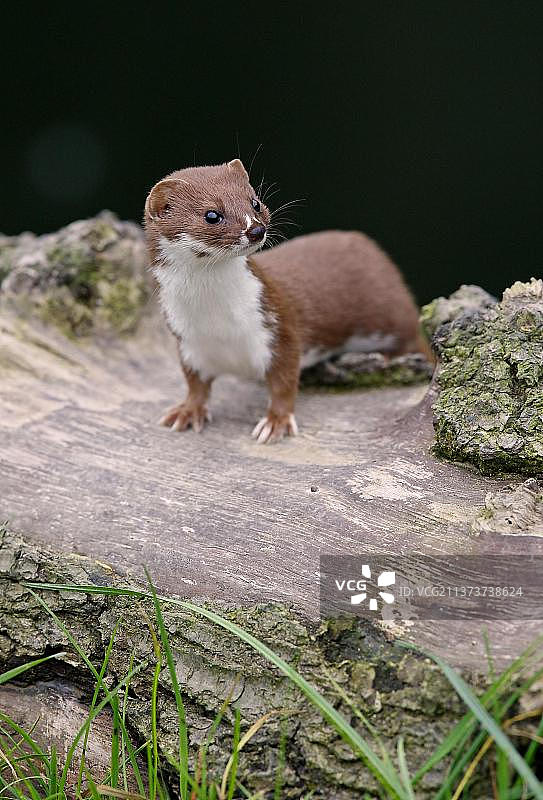 成年黄鼠狼，站在原木上，约克郡，英格兰，英国，欧洲图片素材