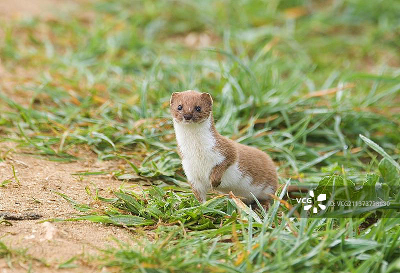 伶鼬，貂，食肉动物，哺乳动物，动物，成年鼬抬脚站立在英国诺福克克莱东岸图片素材
