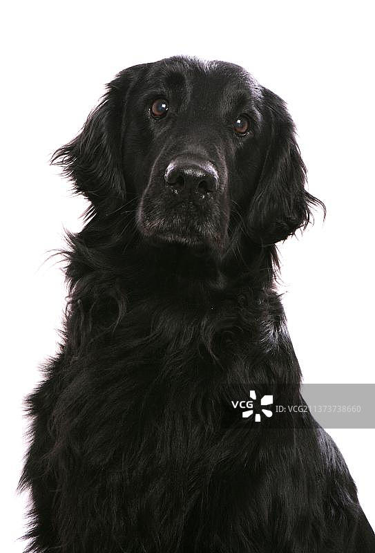 扁毛寻回犬的头部和胸部特写图片素材