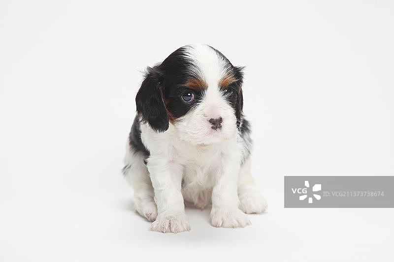 查理士王小猎犬幼犬，三色，3周大图片素材