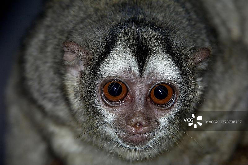 东部灰喉夜猴头部特写图片素材