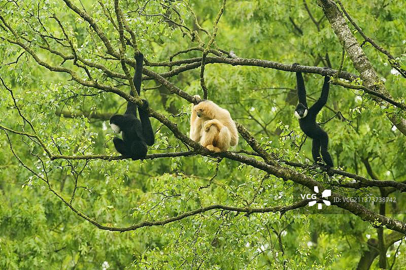 白颊长臂猿家庭群体，成年雄性、雌性和幼年雄性在树枝上（圈养）图片素材