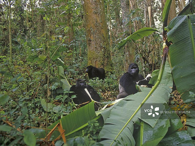 东部低地大猩猩图片素材