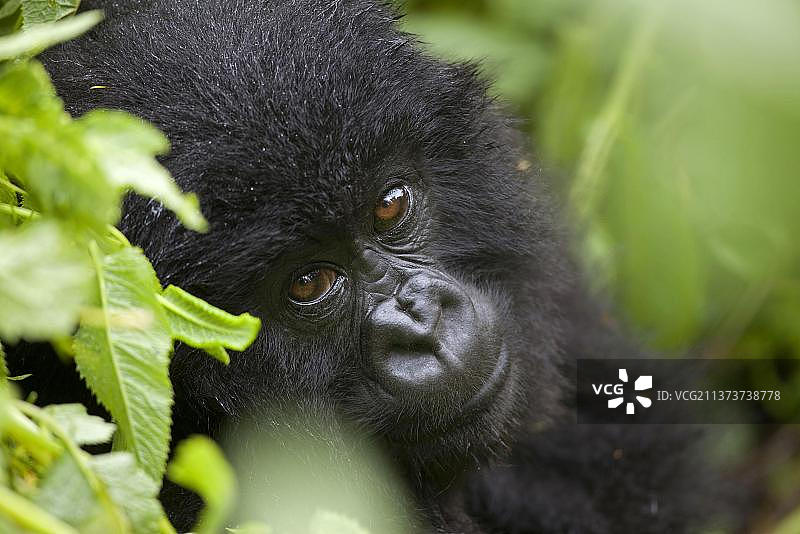 非洲卢旺达维龙加山脉国家公园的幼年山地大猩猩头部特写图片素材