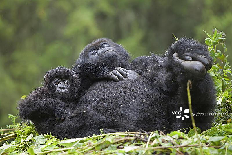 非洲卢旺达维龙加山脉国家公园的雌性山地大猩猩与幼崽在巢中休息图片素材